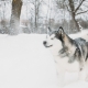 Alaskan Malamute Playing Outdoor In Snow, Winter Season. Playful