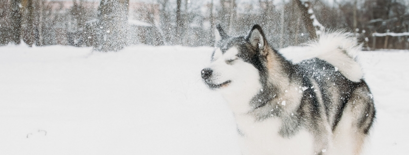 Alaskan Malamute Playing Outdoor In Snow, Winter Season. Playful