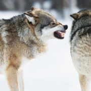 Angry wolves in winter forest