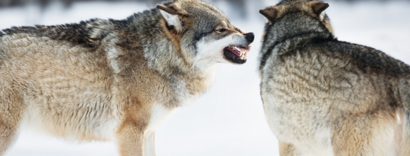 Angry wolves in winter forest